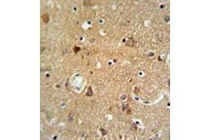 Immunohistochemistry analysis in formalin fixed and paraffin embedded brain tissue reacted with Oxytocin Antibody (Center) followed which was peroxidase conjugated to the secondary antibody and followed by DAB staining. (Oxytocin Antikörper  (Middle Region))