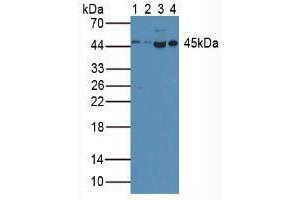 Figure. (Caspase 1 Antikörper  (AA 120-297))