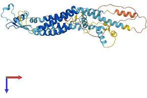 PANX1 Protein (AA 1-426) (His tag)