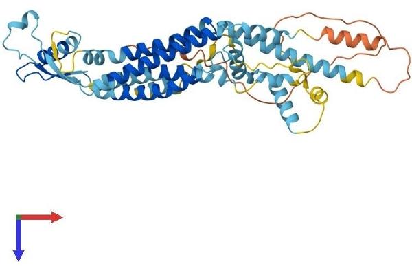 PANX1 Protein (AA 1-426) (His tag)