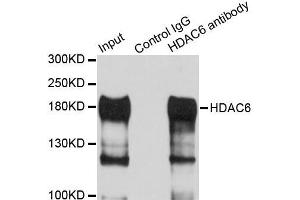 Immunoprecipitation analysis of 100 μg extracts of HepG2 cells using 3 μg HDAC6 antibody (ABIN5997880). (HDAC6 Antikörper)
