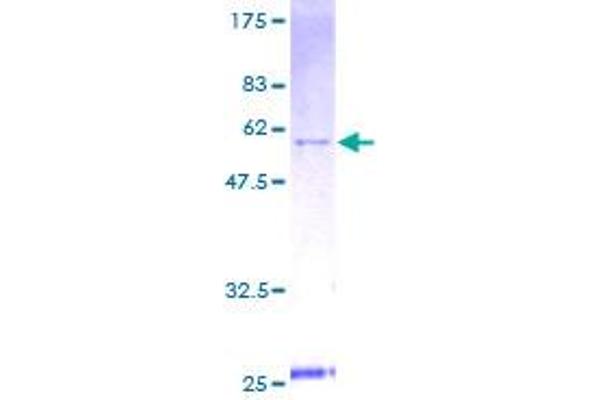 YWHAE Protein (AA 1-255) (GST tag)