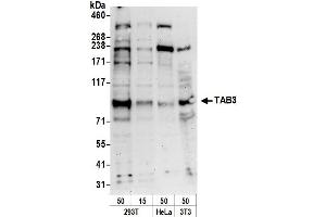 anti-TGF-beta Activated Kinase 1/MAP3K7 Binding Protein 3 (TAB3) (AA 600-650) antibody