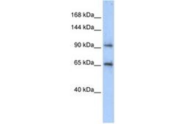SPICE1 抗体  (AA 575-624)