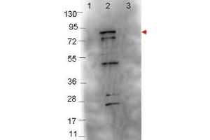 Western blot showing detection of 0. (Flagellin Antikörper)