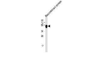All lanes : Anti-His Tag Antibody at 1:2000 dilution Lane 1: recombinant protein with His tag lysate Lysates/proteins at 20 μg per lane. (His Tag Antikörper)