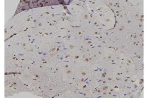 ABIN6276885 at 1/100 staining Mouse brain tissue by IHC-P. (GADD45A Antikörper  (N-Term))