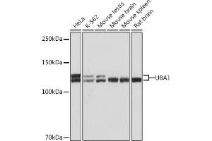 Western blot analysis of extracts of various cell lines, using UB Rabbit mAb (ABIN7271185) at 1:1000 dilution.