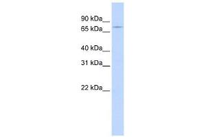 Western Blot showing GTPBP1 antibody used at a concentration of 1-2 ug/ml to detect its target protein. (GTPBP1 Antikörper  (N-Term))