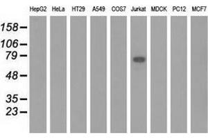 Western blot analysis of extracts (35 µg) from 9 different cell lines by using anti-KLHL2 monoclonal antibody. (KLHL2 Antikörper  (AA 1-100, AA 494-593))