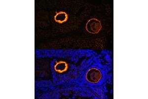 Immunofluorescence analysis of mouse oophoroma cells using ZP3 antibody (ABIN6134464, ABIN6150536, ABIN6150538 and ABIN6217045) at dilution of 1:100. (Zona Pellucida Glycoprotein 3 Antikörper  (AA 250-350))