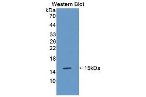 Detection of Recombinant MT3, Mouse using Polyclonal Antibody to Metallothionein 3 (MT3) (MT3 Antikörper  (AA 1-68))