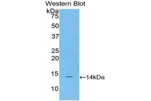 Detection of Recombinant BMP2, Mouse using Polyclonal Antibody to Bone Morphogenetic Protein 2 (BMP2) (BMP2 Antikörper  (AA 281-394))