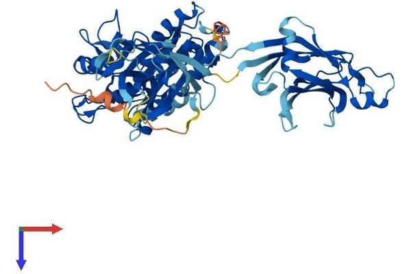 Copine IV Protein (CPNE4) (AA 1-557) (His tag)