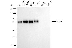 Western blotting analysis using HSF1 antibody (ABIN7798862).