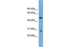 Image no. 1 for anti-Unc-51-Like Kinase 3 (ULK3) (AA 324-373) antibody (ABIN6745368) (ULK3 Antikörper  (AA 324-373))
