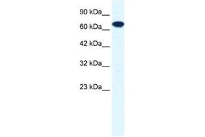 Western Blotting (WB) image for anti-Ring Finger Protein 112 (RNF112) antibody (ABIN2460870) (RNF112 Antikörper)