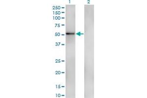Western Blot analysis of ZNF207 expression in transfected 293T cell line by ZNF207 monoclonal antibody (M05), clone 7G1. (ZNF207 Antikörper  (AA 1-110))