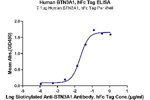 ELISA image for Butyrophilin, Subfamily 3, Member A1 (BTN3A1) (AA 30-254) protein (Fc Tag) (ABIN7274006)