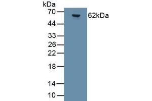 Detection of Recombinant GRIA2, Human using Monoclonal Antibody to Glutamate Receptor, Ionotropic, AMPA 2 (GRIA2) (GRIA2 Antikörper  (AA 413-527))