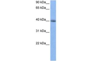 Western Blotting (WB) image for anti-RNA Binding Motif Protein 9 (RBM9) antibody (ABIN2462099) (RBM9 Antikörper)