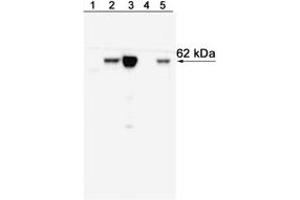 Western Blotting (WB) image for anti-T-Bet antibody (ABIN967672) (T-Bet Antikörper)