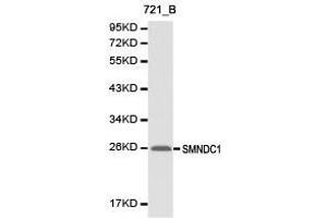 Western Blotting (WB) image for anti-Survival Motor Neuron Domain Containing 1 (SMNDC1) antibody (ABIN1874874) (SMNDC1 Antikörper)