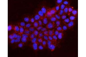 anti-Gephyrin (GPHN) (AA 148-736) antibody