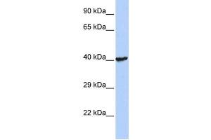 Western Blotting (WB) image for anti-Ring Finger Protein 113B (RNF113B) antibody (ABIN2458120) (RNF113B Antikörper)