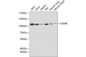Western blot analysis of extracts of various cell lines using OSMR Polyclonal Antibody at dilution of 1:1000. (Oncostatin M Receptor Antikörper)