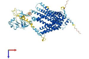 SLC44A4 Protein (AA 1-707) (His tag)