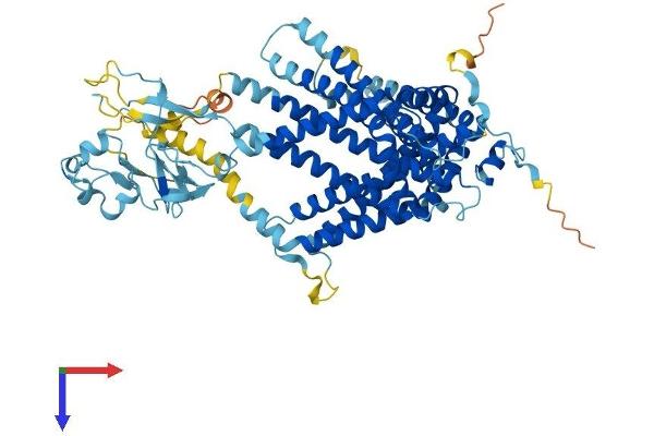 SLC44A4 Protein (AA 1-707) (His tag)