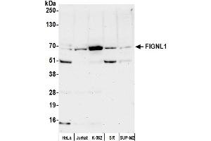 Western Blotting (WB) image for anti-Fidgetin-Like 1 (FIGNL1) (AA 1-50) antibody (ABIN7451588) (FIGNL1 Antikörper  (AA 1-50))