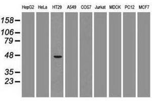 Image no. 1 for anti-GATA Binding Protein 4 (GATA4) (AA 296-442) antibody (ABIN1491352)