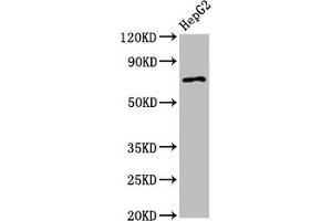 Western Blot Positive WB detected in: HepG2 whole cell lysate All lanes: AGPS antibody at 2. (AGPS Antikörper  (AA 279-400))