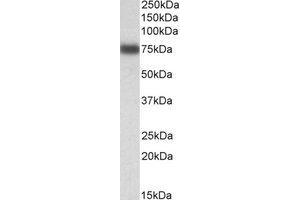 Image no. 1 for anti-Interferon Regulatory Factor 2 Binding Protein 1 (IRF2BP1) (AA 109-122) antibody (ABIN793274) (IRF2BP1 Antikörper  (AA 109-122))