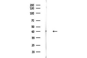 Western blot analysis of lysates from Mouse liver, using C Antibody at 1/1000 dilution.