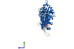 Protein Structure (PS) image for 2'-5'-Oligoadenylate Synthetase-Like (OASL) (AA 1-511) protein (His tag) (ABIN7559954)