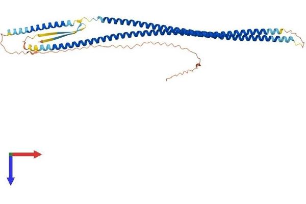 KRT17 Protein (AA 1-433) (His tag)