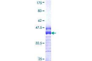 N-Cadherin Protein (AA 807-906) (GST tag)