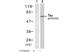 Image no. 1 for anti-Microtubule-Associated Protein tau (MAPT) (pThr212) antibody (ABIN319247) (MAPT Antikörper  (pThr212))