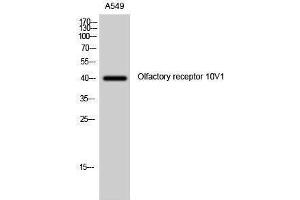 Western Blotting (WB) image for anti-Olfactory Receptor, Family 10, Subfamily V, Member 1 (OR10V1) (Internal Region) antibody (ABIN3176476) (OR10V1 Antikörper  (Internal Region))