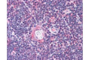 Anti-CDC25B antibody IHC of human thymus. (CDC25B Antikörper  (AA 56-105))