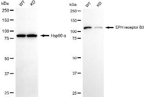 Western blotting analysis using EPH receptor B3 antibody (ABIN7798456). (Rekombinanter EPH Receptor B3 Antikörper)