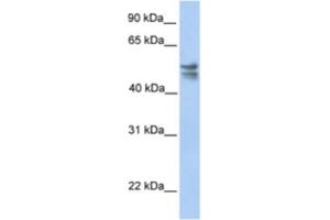 Western Blotting (WB) image for anti-tRNA 5-Methylaminomethyl-2-Thiouridylate Methyltransferase (TRMU) antibody (ABIN2463218)