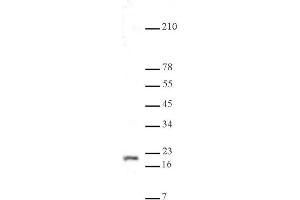 Histone H3K9me3 antibody (pAb) tested by Western blot.