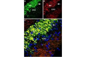 Expression of Zinc transporter 3 in rat hippocampusImmunohistochemical staining of immersion-fixed, free floating rat brain frozen sections using Anti-ZnT3 (SLC30A3) Antibody (ABIN7043715, ABIN7045356 and ABIN7045357), (1:600). (Solute Carrier Family 30 (Zinc Transporter), Member 3 (Slc30a3) Peptid)