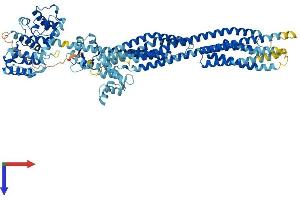 ACTN2 Protein (AA 1-894) (His tag)