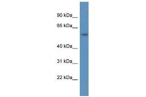 Western Blot showing A1BG antibody used at a concentration of 1. (A1BG Antikörper  (C-Term))