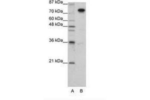 Image no. 3 for anti-Splicing Factor Proline/glutamine-Ric (SFPQ) (AA 191-240) antibody (ABIN203277) (SFPQ Antikörper  (AA 191-240))